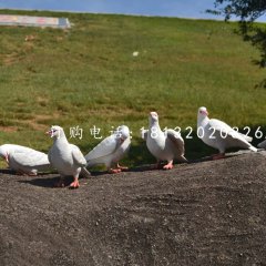 白鴿雕塑，玻璃鋼仿真動物